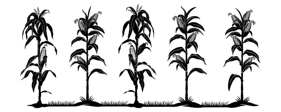 corn plant vector