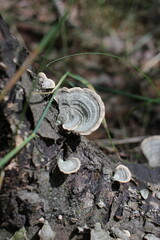 mushroom on the tree