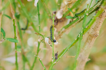  caterpillars on gnawed boxwood branches.Garden pests. Boxwood pests.Caterpillars gnaw leaves and branches of boxwood. Treatment of the garden for moth caterpillar infestation.