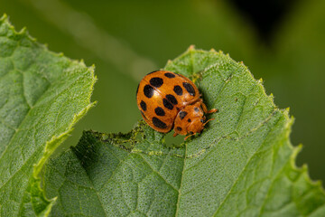 Squash beetle eating leaf of pumpkin plant. Garden insects, gardening and agriculture pest control concept