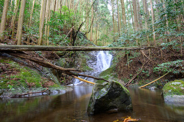 森の中の小さな滝