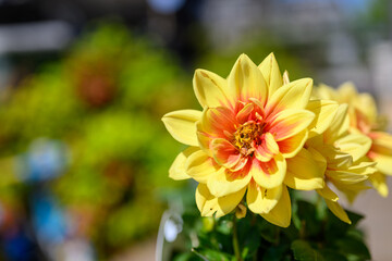 黄色とピンクのダリアの花