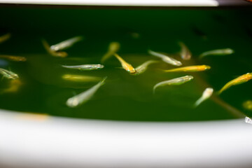 水面を泳ぐメダカたち