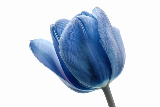Blue Tulip Isolated on White Background. Beautiful Tulip Flower