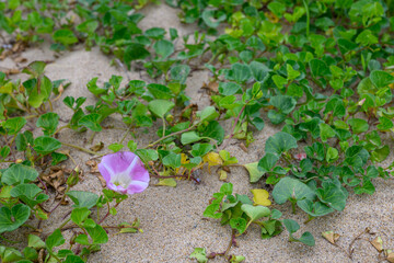 砂浜に咲いたハマヒルガオ