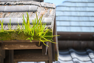 屋根に生えるシダ植物