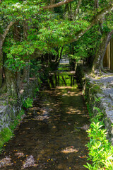 緑に囲まれた小川