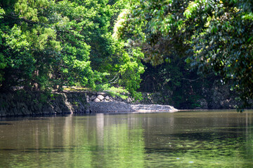 緑に囲まれた川