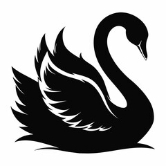 black and white swan