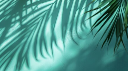 Palm Leaf Shadow on Teal Background