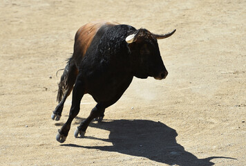 un toro bravo español con grandes cuernos en un espectaculo taurino en españa