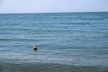 海に浮かぶ流木