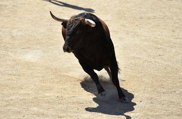 un toro bravo español con grandes cuernos en un espectaculo taurino en españa