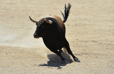 un toro bravo español con grandes cuernos en un espectaculo taurino en españa