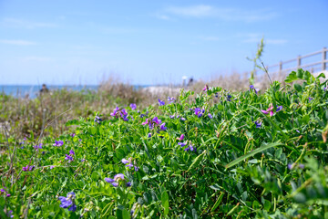 浜辺に群生するハマエンドウ