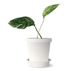Golden pothos or devil's ivy in white pot isolated graphic illustrated. Epipremnum aureum in a pot.