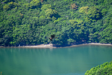 エメラルドグリーンの海を飛ぶトビ