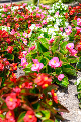 花壇に植えられた色とりどりのベゴニア