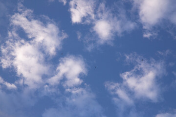 Fototapeta premium Blue skies with scattered clouds, birds flying high!