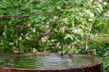 泉で水浴びをする可愛いメジロ（メジロ科）の幼鳥の群れ。

日本国神奈川県秦野市、弘法山公園、権現山バードサンクチュアリにて。
2022年7月撮影。

A flock of lovely juvenile Japanese White Eye (Zosterops Japonica) bathing in a spring.
