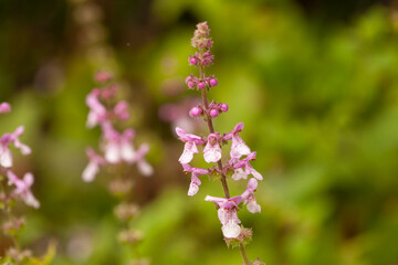 closeup of purple wildflowers
