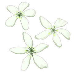 set of flowers isolated on white