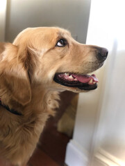 Happy Dog: Golden Retriever