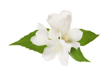 Obraz premium Branch of jasmine flowers and leaves isolated on white