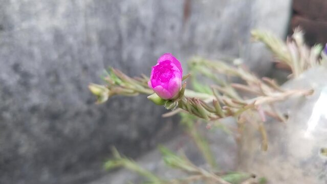 Portulaca flower blooming - time lapse. Pink portulaca grandiflora flower opening video