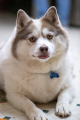 Brown and white pomsky, Pomeranian husky mix, in the kitchen.