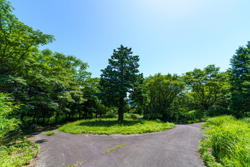 緑豊かな公園の道