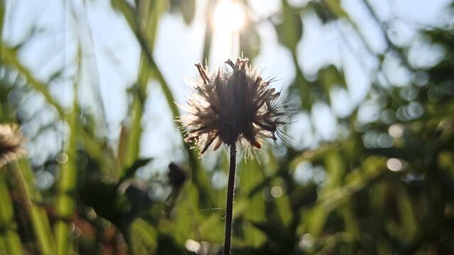 dandelion flowers in the bush