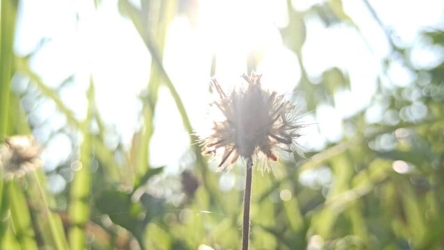 dandelion flowers in the bush
