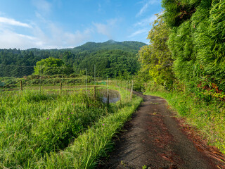 棚田を通る農道の風景