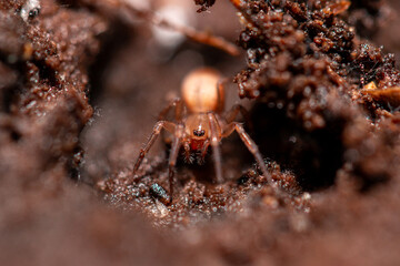 Small spider in the dirt.
