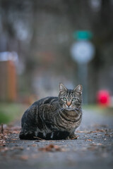 Tabby on the street sidewalk. © Elizabeth