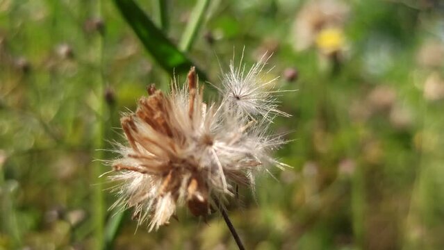 dandelion flowers in the bush
