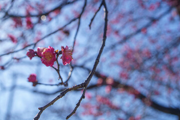 赤い梅の花