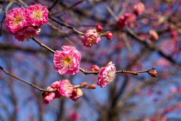赤い梅の花