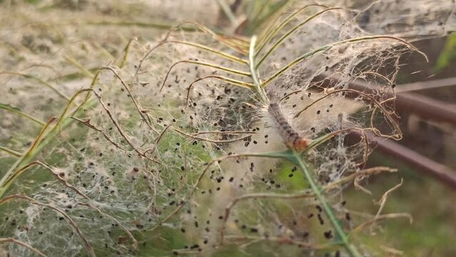 Caterpillar pests: Caterpillars breed in leaves that have been eaten