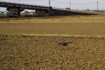 稲刈り後の田んぼの畦を渡るカラス