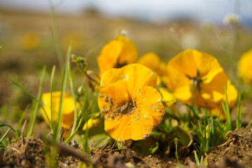 黄色いパンジー
