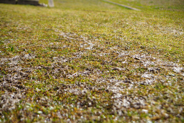 雨上がりの芝生