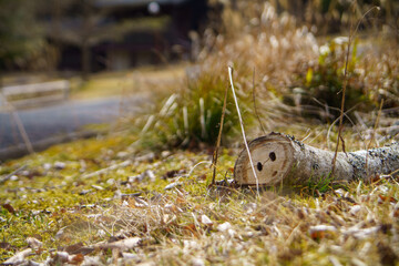 豚の鼻のような切り株