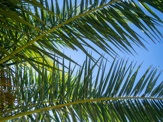 Fototapeta premium concept of a vacation in the subtropics. Palm leaves against the sky. Place for an inscription. Down up.