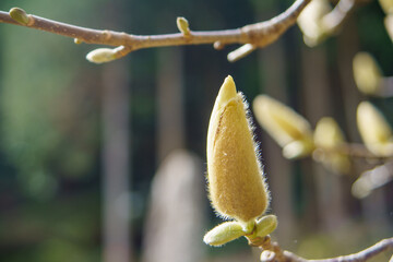 春を待つモクレンの花芽