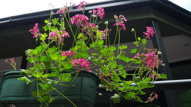 Blooming bright pink ivy geranium pelargonium in the vertical design of landscaping of streets and parks. Beautiful large pelargonium geranium flowers green leaves. Floriculture horticulture