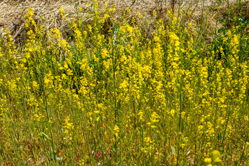 土手に咲く菜の花