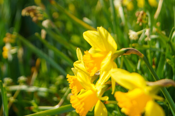 黄色い水仙