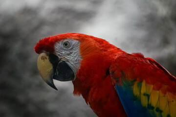 guacamaya roja